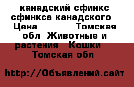 канадский сфинкс сфинкса канадского › Цена ­ 1 000 - Томская обл. Животные и растения » Кошки   . Томская обл.